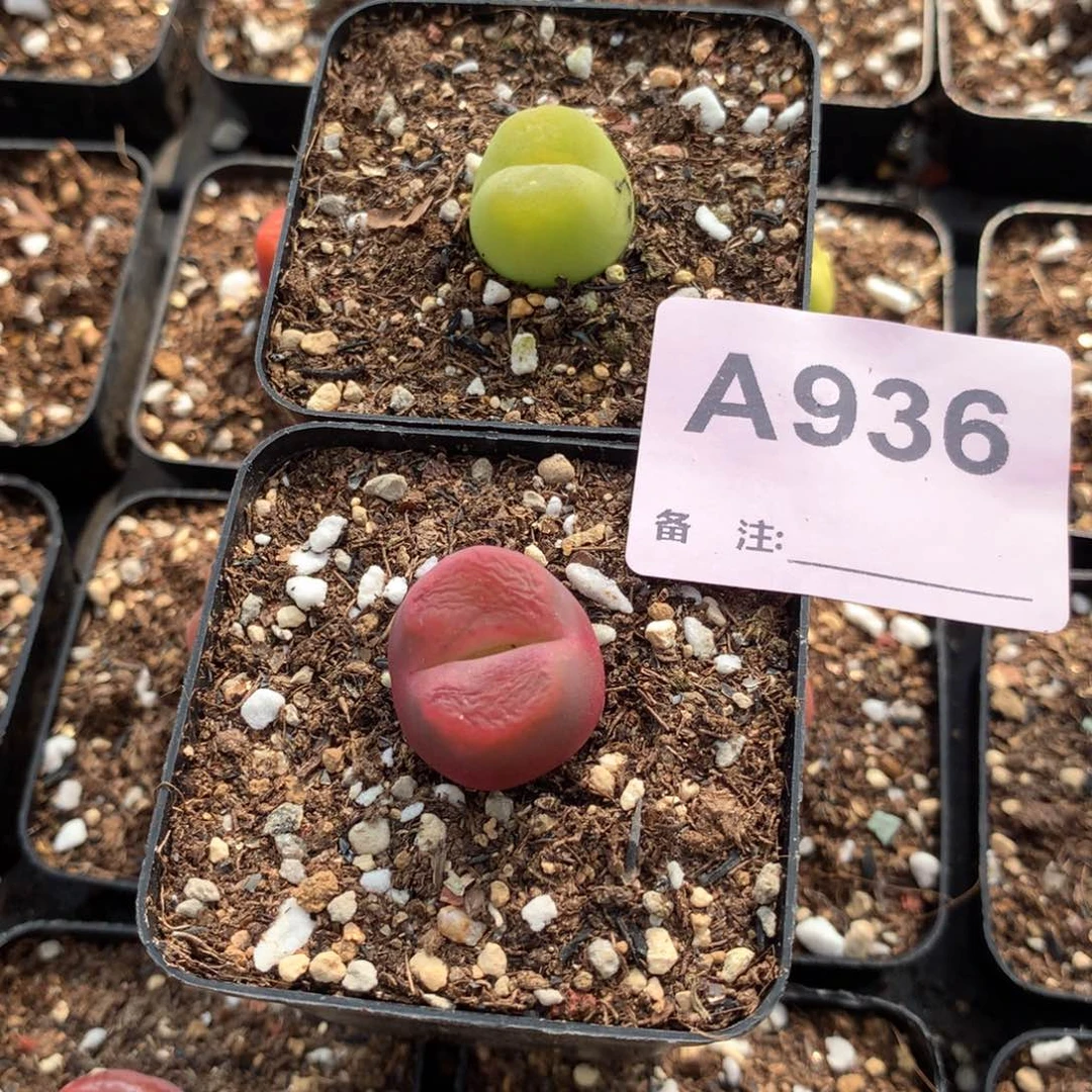 肖***肉a936母本母本母本