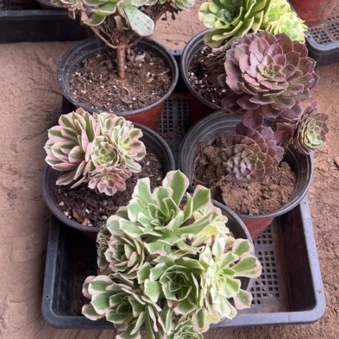 825多肉植物组合，