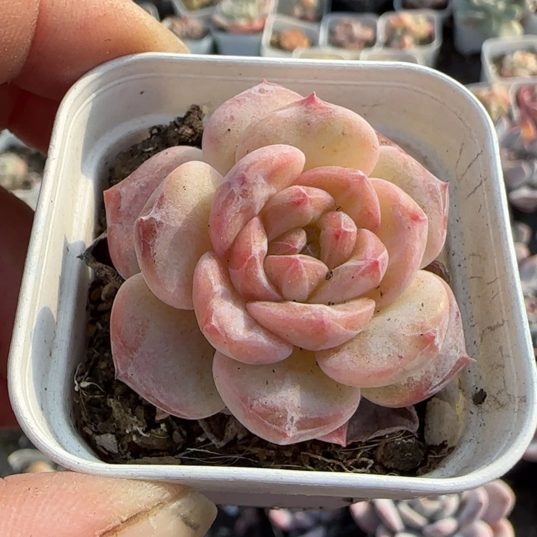 多肉小卡拉米糖心一物一拍