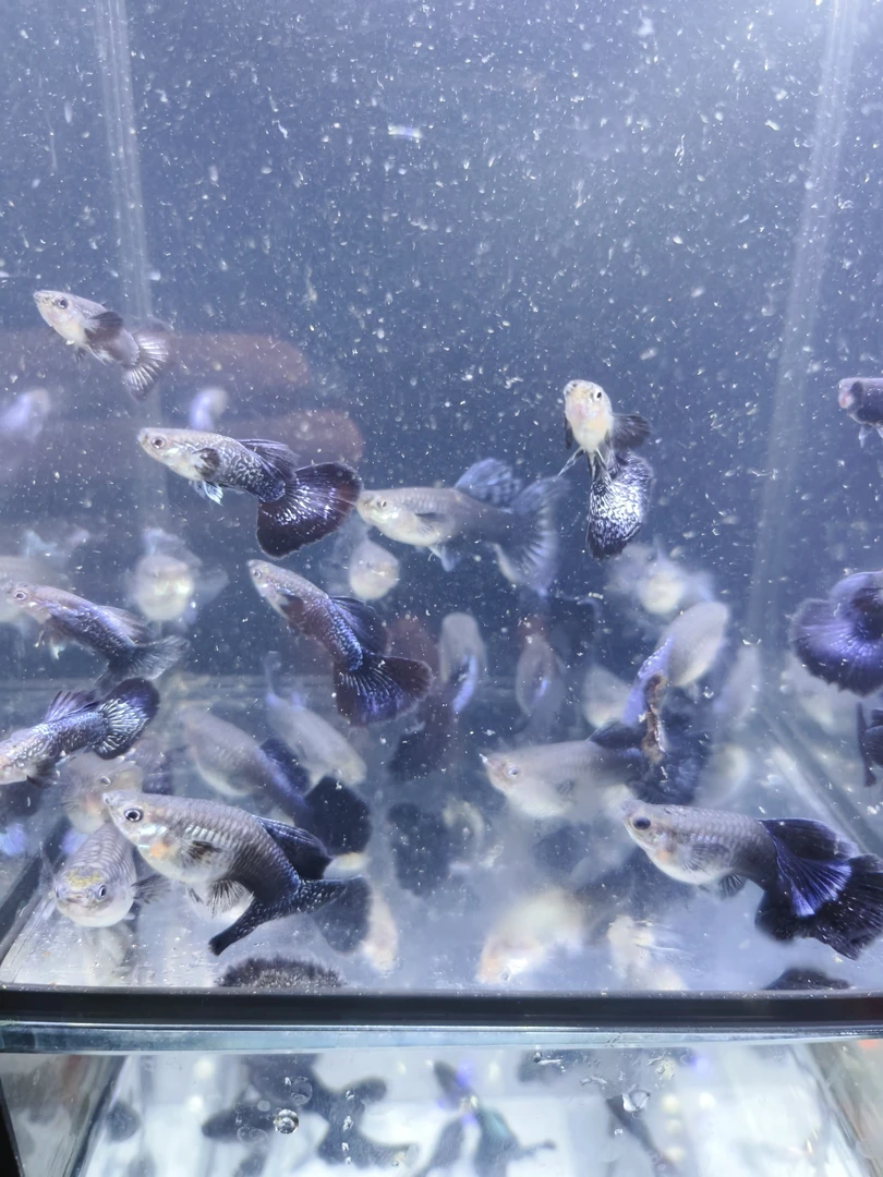 越系蓝龙孔雀鱼种鱼 热带淡水观赏鱼