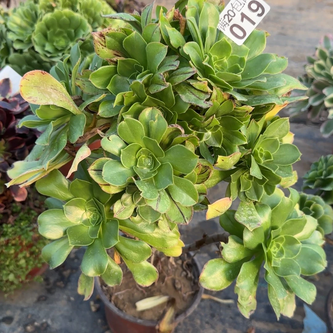 绿玫瑰019满20包邮断枝不包