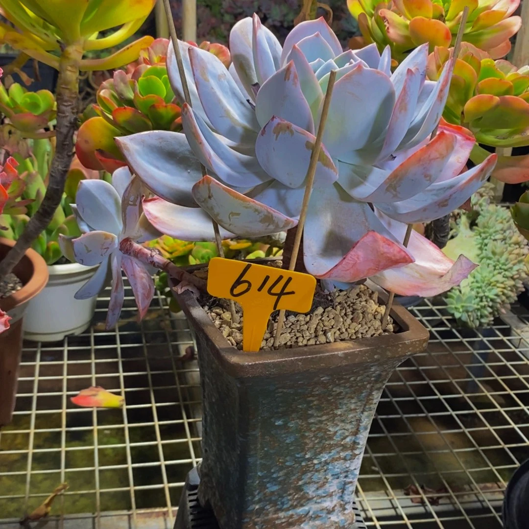 凤杂614。