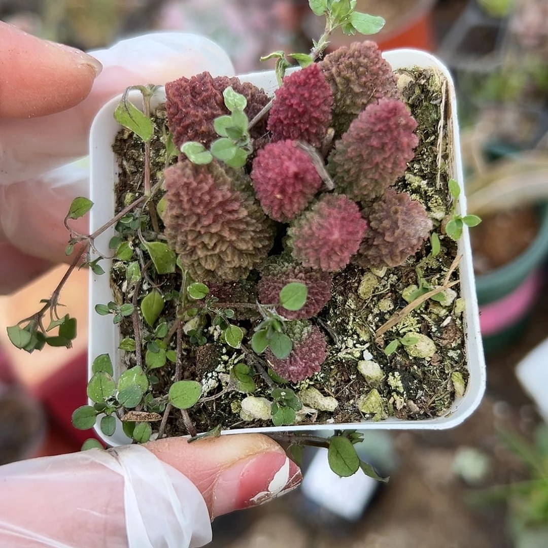 多肉植物朱子玉水泡