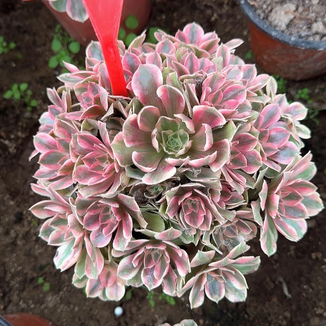 4109女妖多肉法师