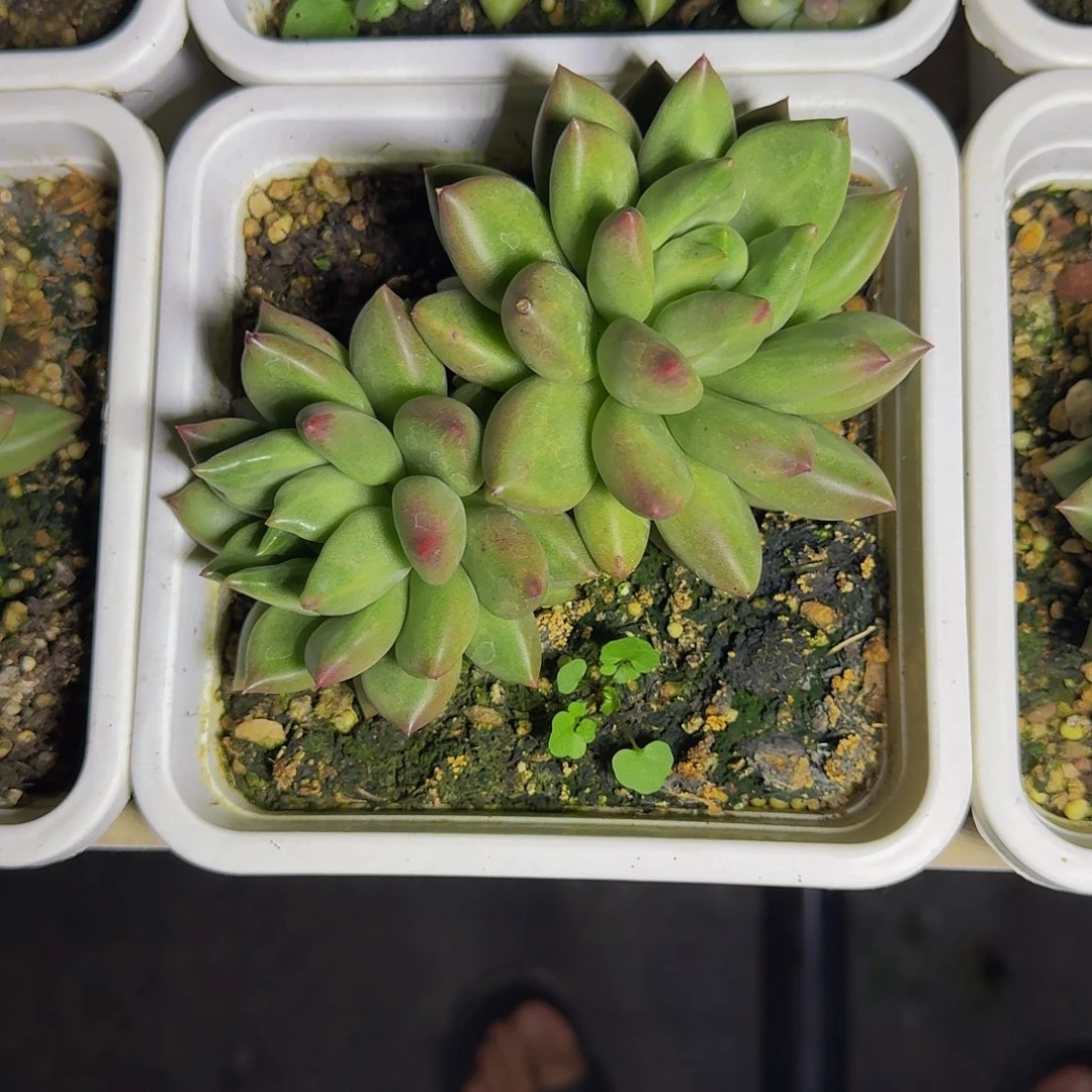 米其林 双头  一物一拍