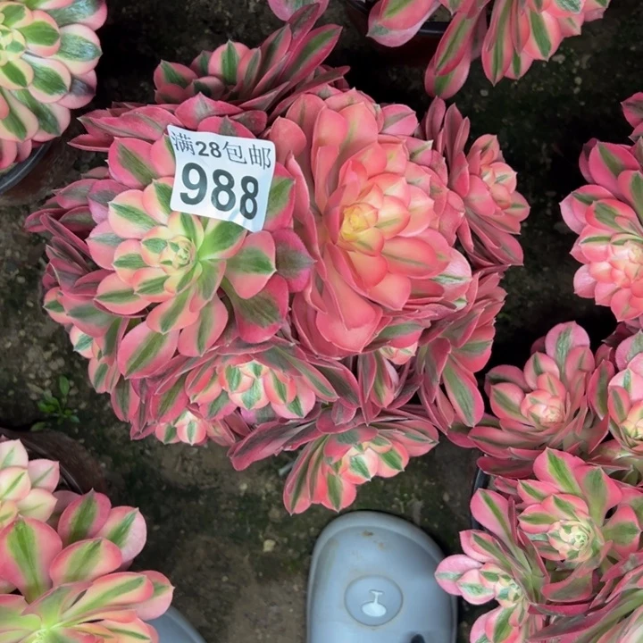 988女巫多肉植物