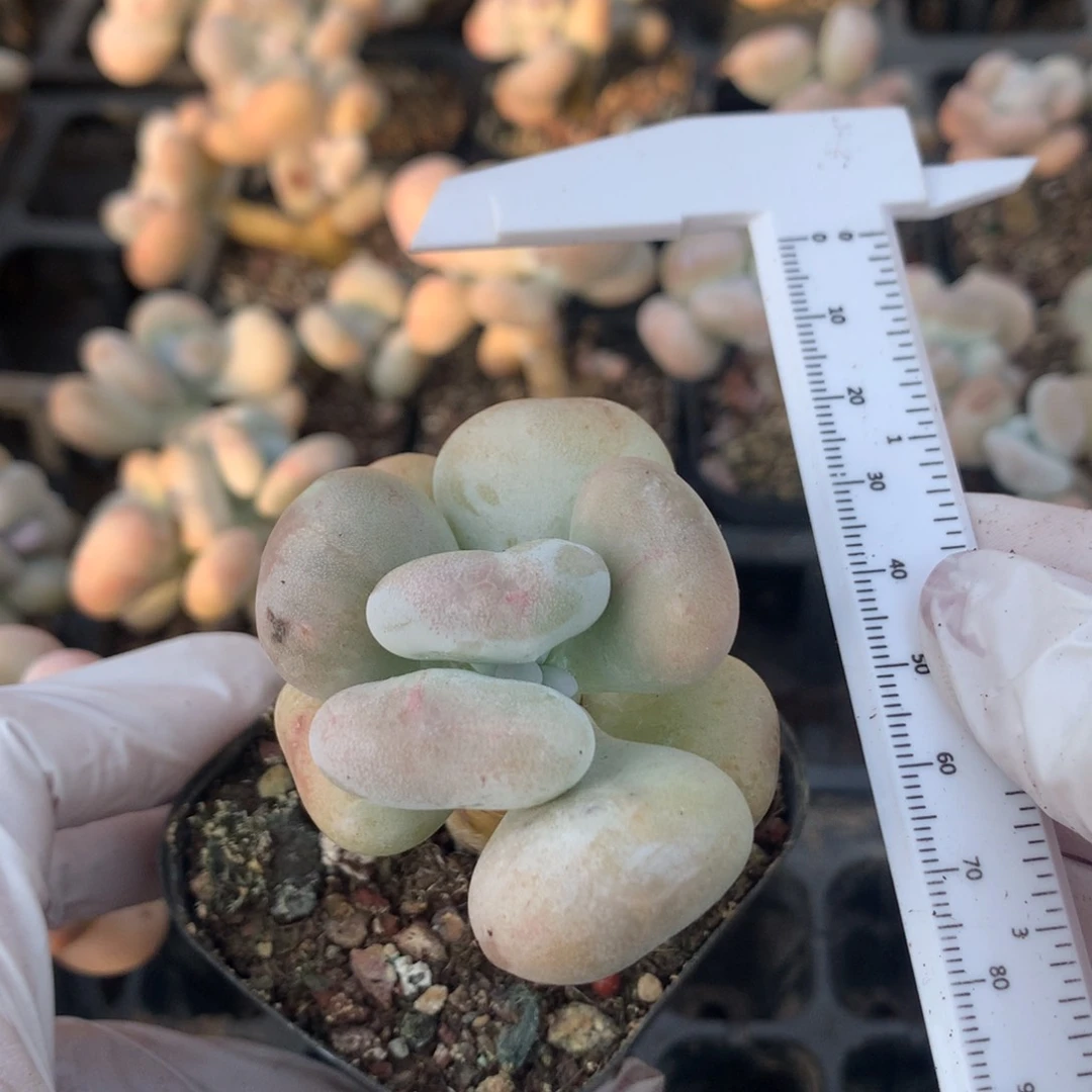 油煎奶酪多肉韩国油煎