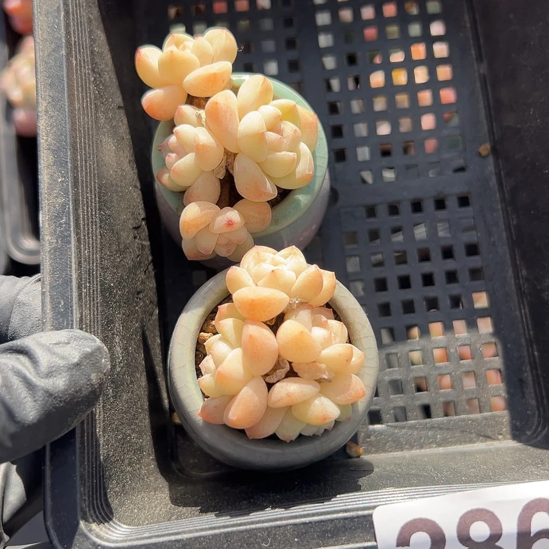 2863，俩个四头冰玉带盆发