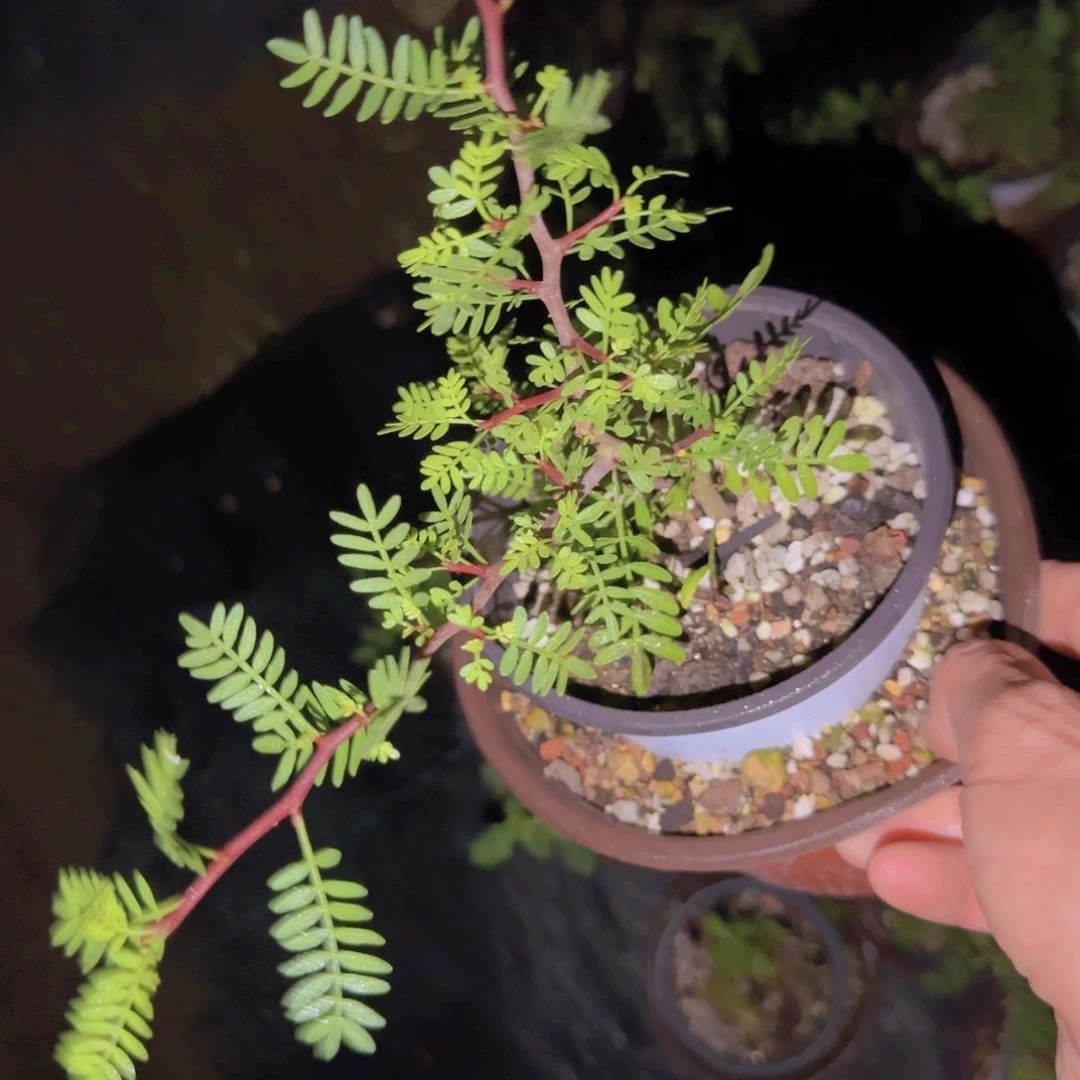 阿***品块根植物块根植物
