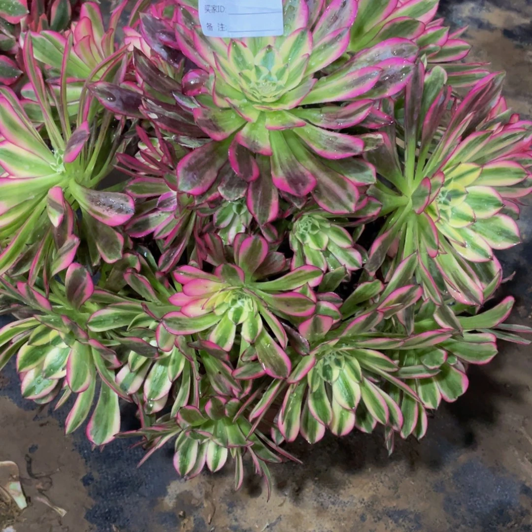 风***ঌ305天河111111多肉