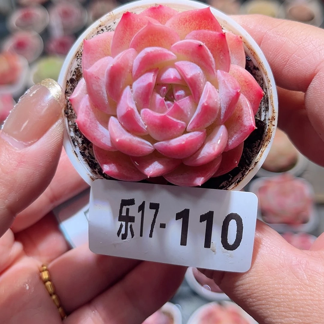 乐17-110 新品单头