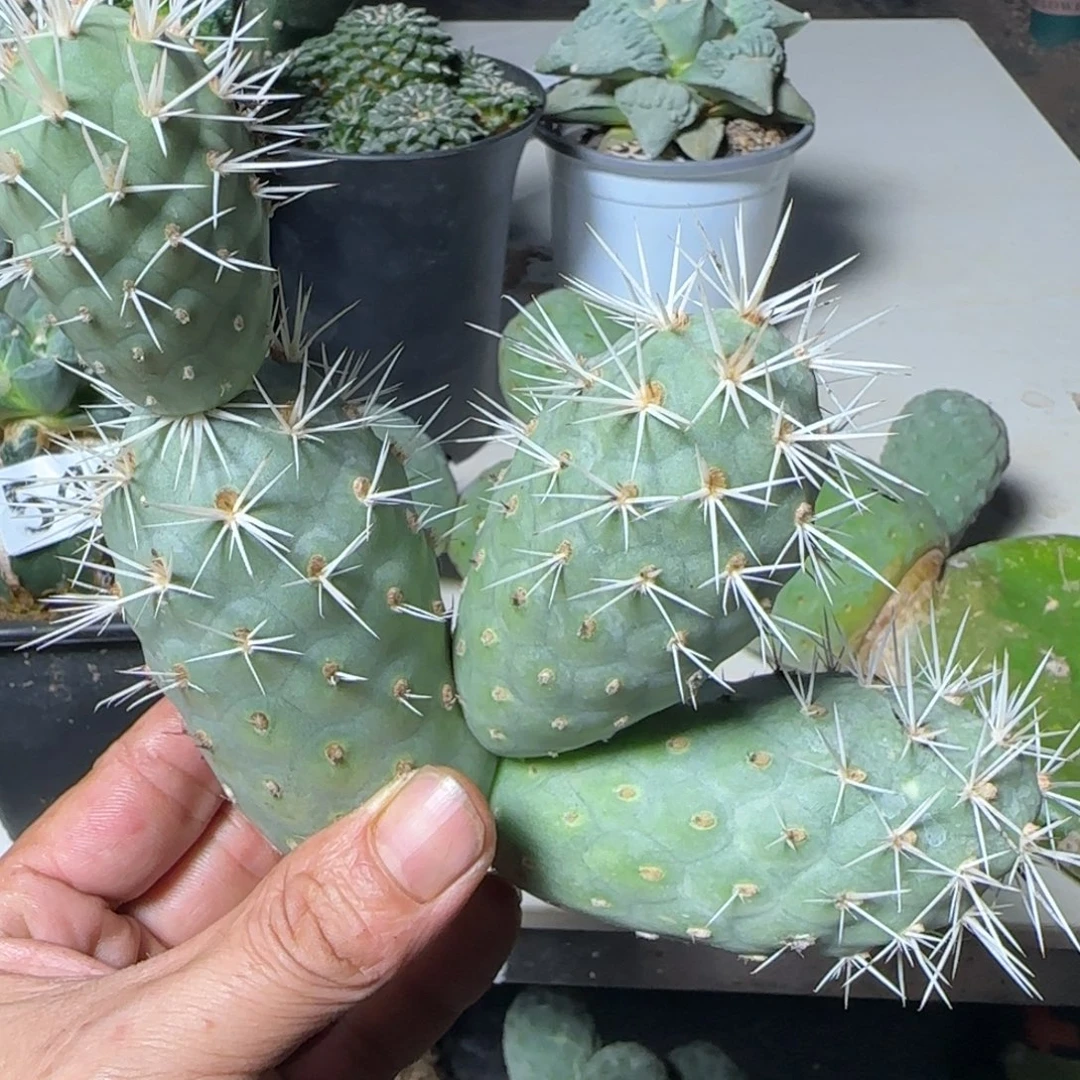 无花朵四头象牙白狂刺
