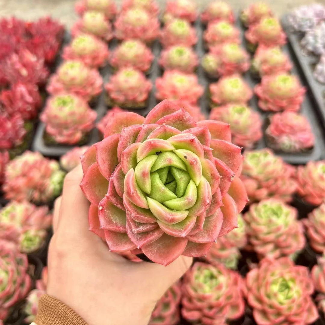 7#原始酸橙多肉植物 前男友精品多肉SM0148