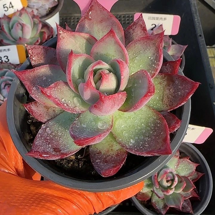 42 惊鸿仙子多肉植物6-9cm