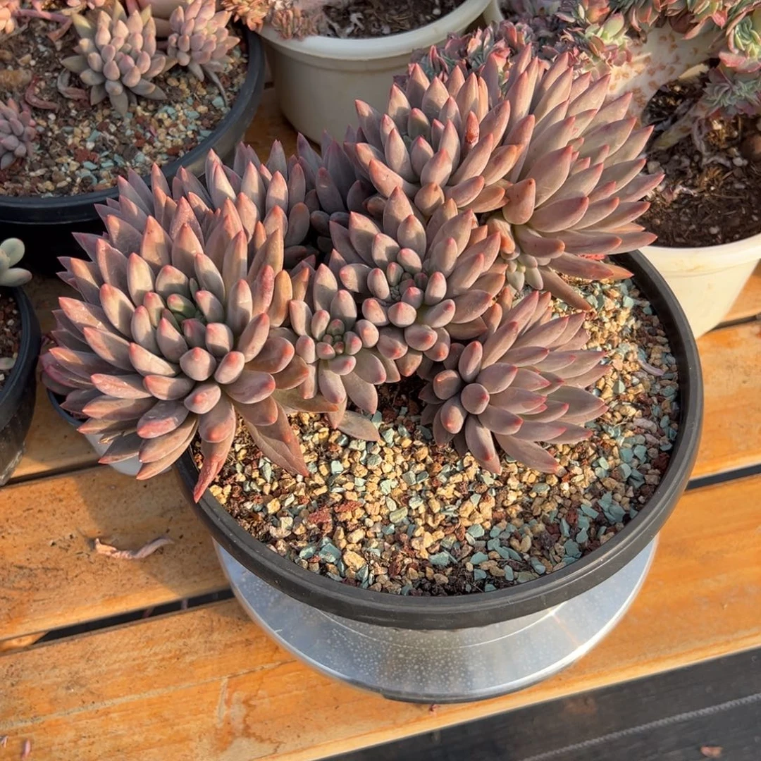 多肉植物大群红蜻蜓