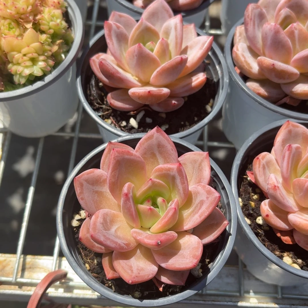 紫香槟多肉9㎝盆单头