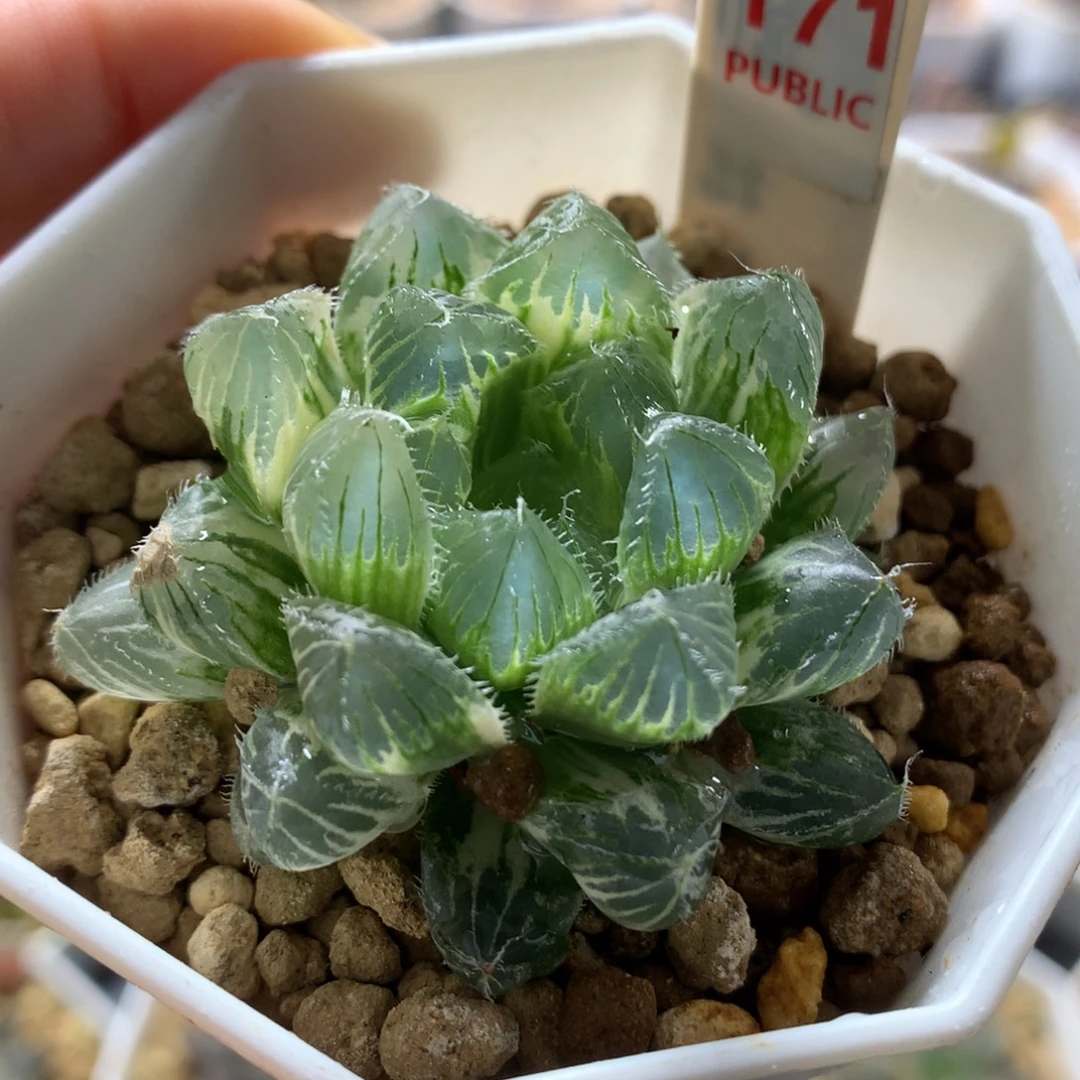 以实际为准171赤线