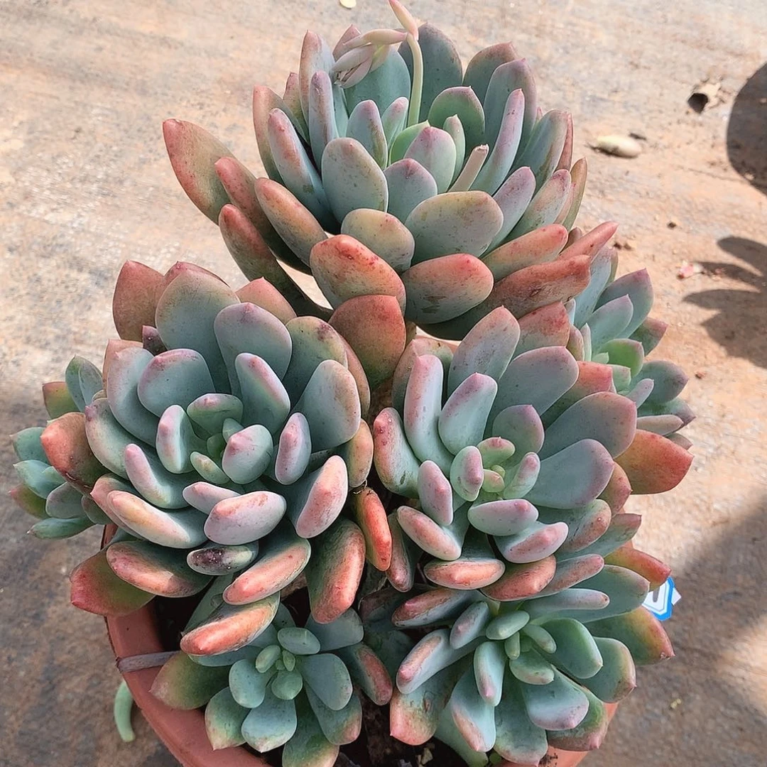 591灰姑娘 一物一拍多肉