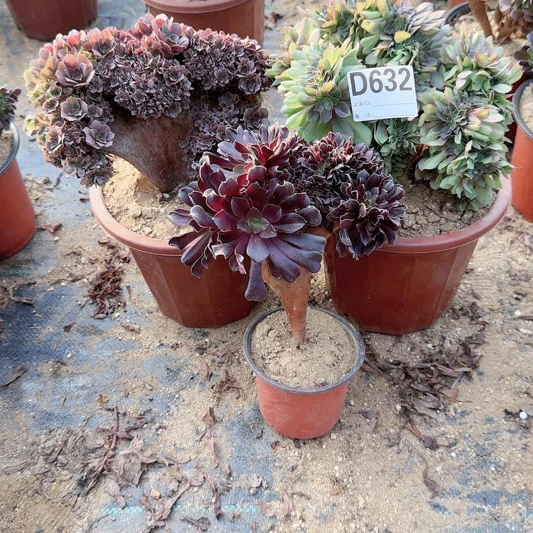 632玫瑰万缀欧紫共3颗