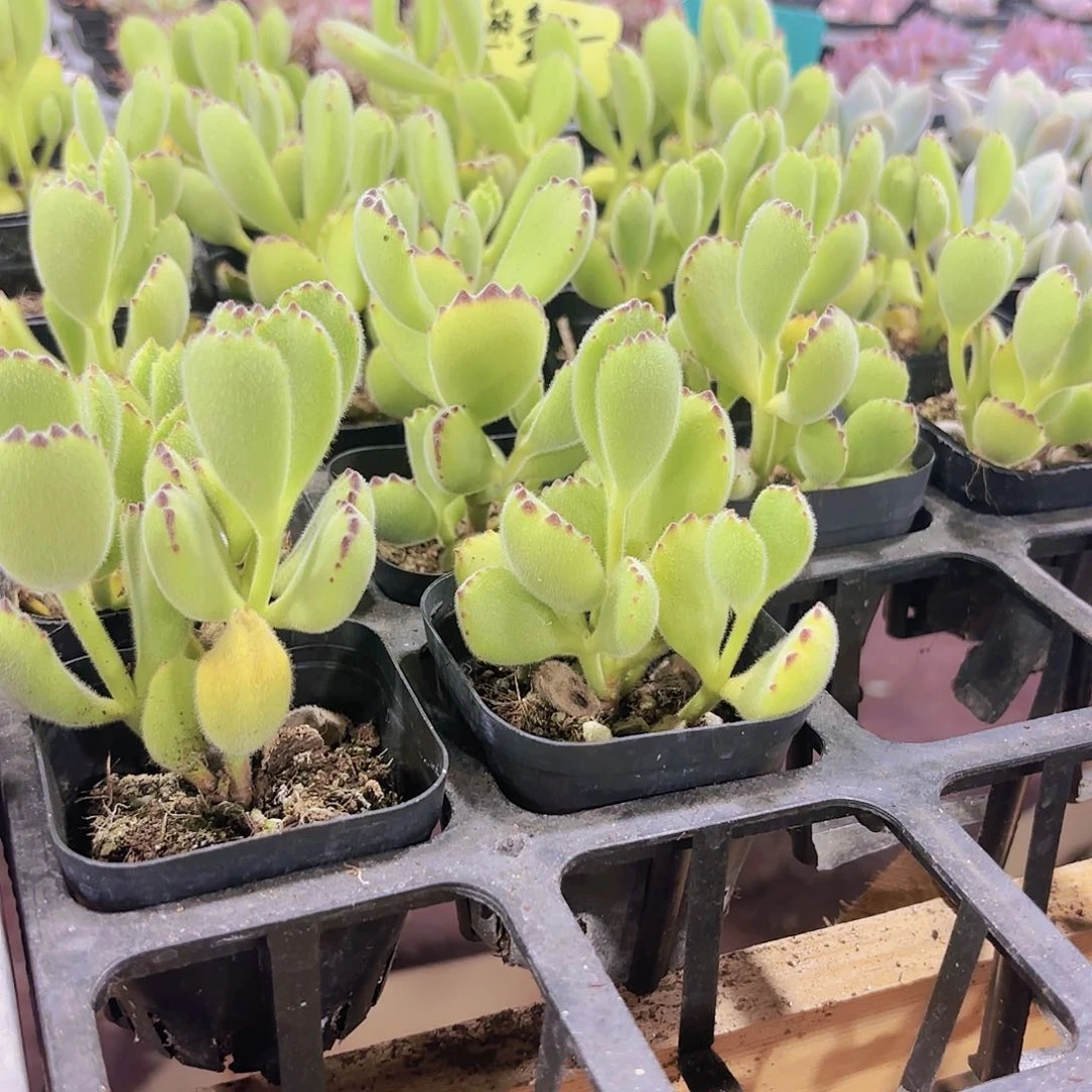 精品熊童子多肉植物