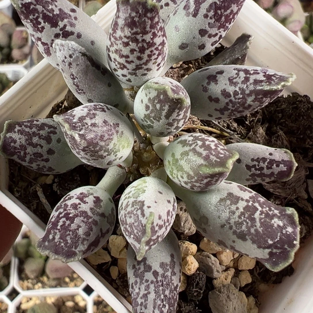 紫海豹老桩多肉植物水泡