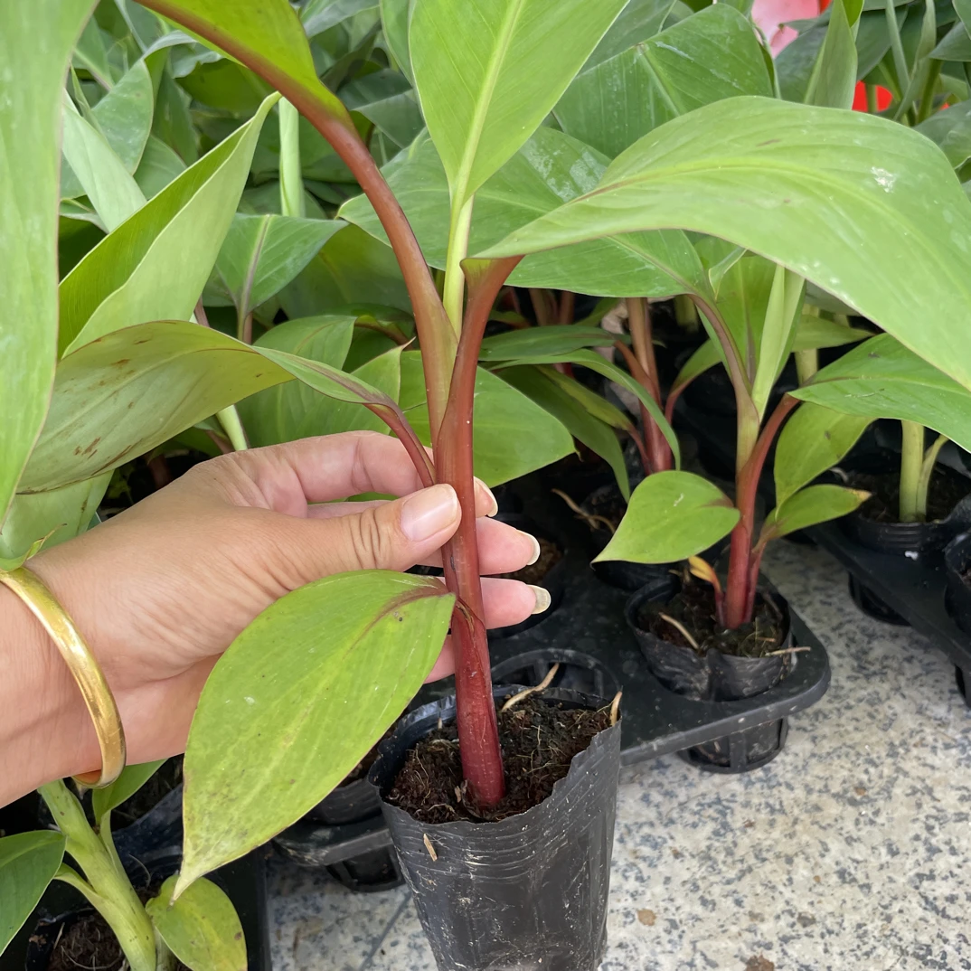 新品种香蕉苗红香蕉苗皇帝蕉粉蕉树苗矮化当年结果