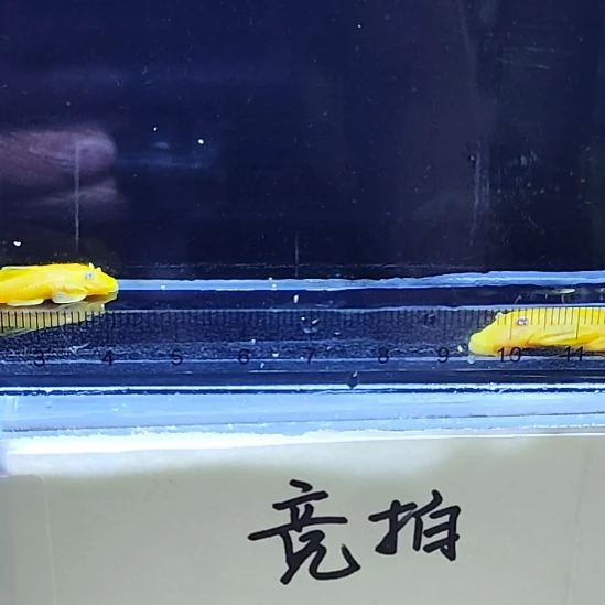 孔雀鱼25黄金胡子四条
