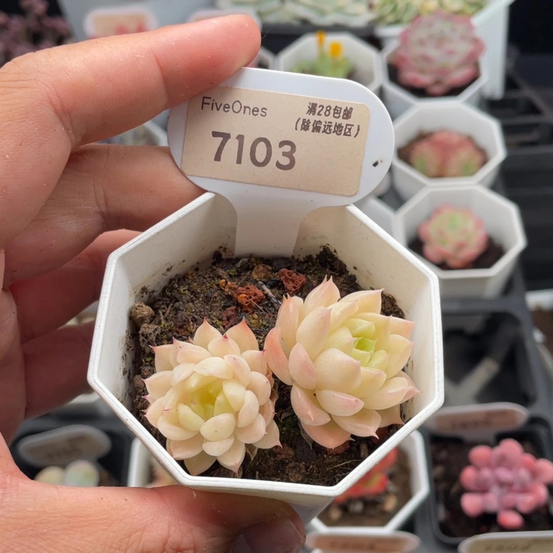 麦秆7103-5.5厘米