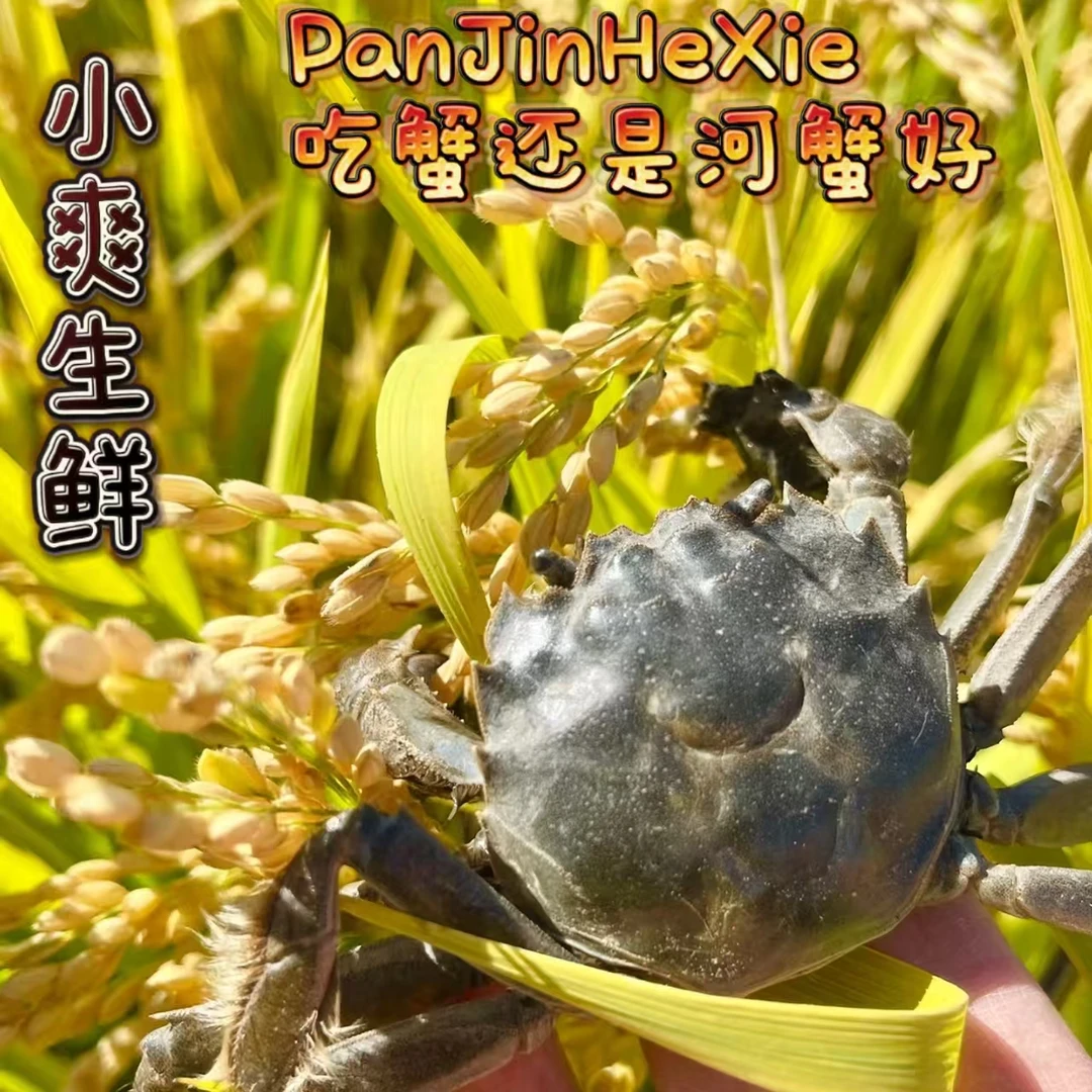[活蟹]盘锦稻田蟹全母每只（1—1.3两）天津上午下单当日达