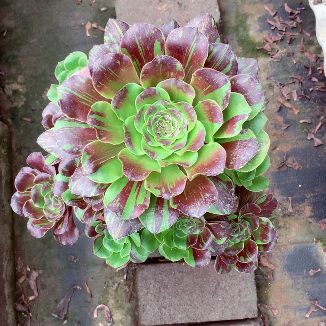 花斑鹿，多肉植物的