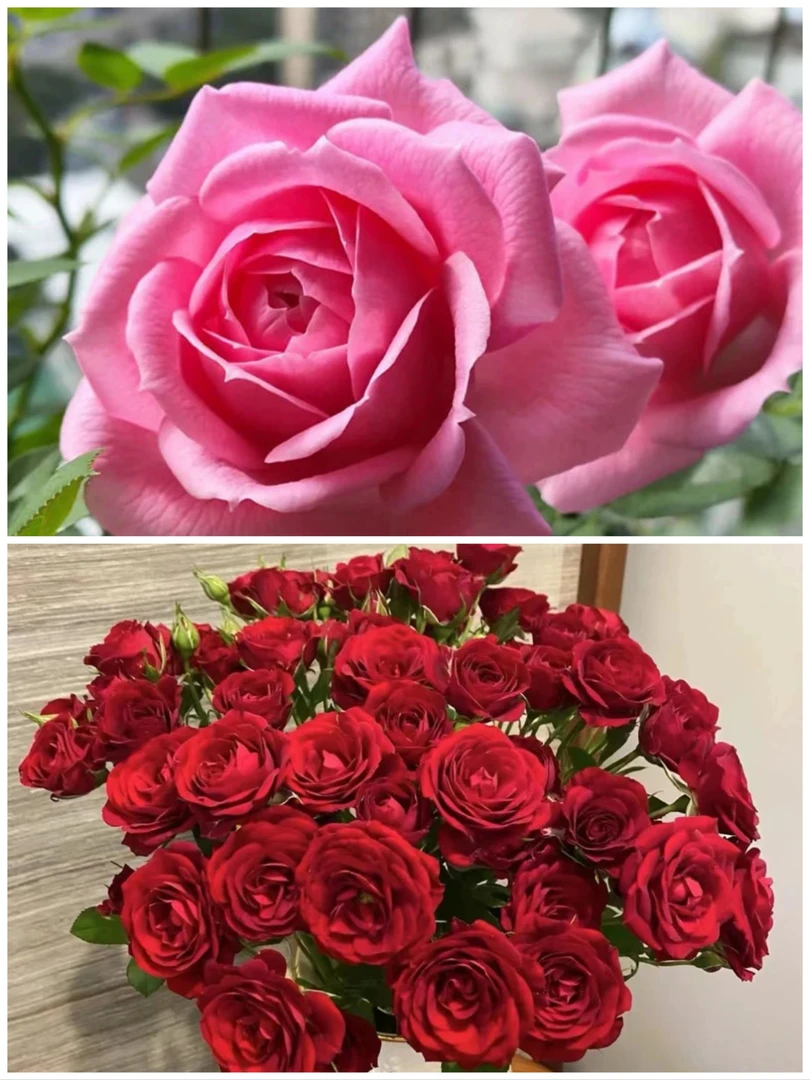 【淑女+红丝绒】阳台庭院好养护抗病性强花卉绿植月季盆栽