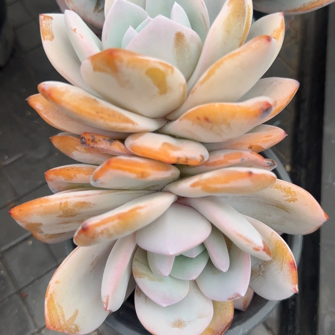 多肉植物一物一拍