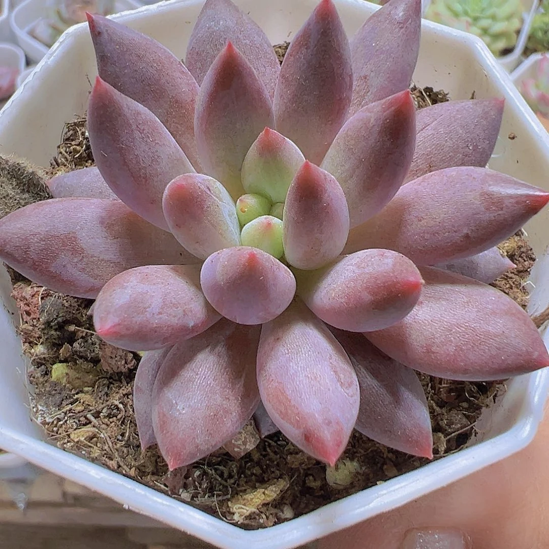 水晶球19包邮多肉植物