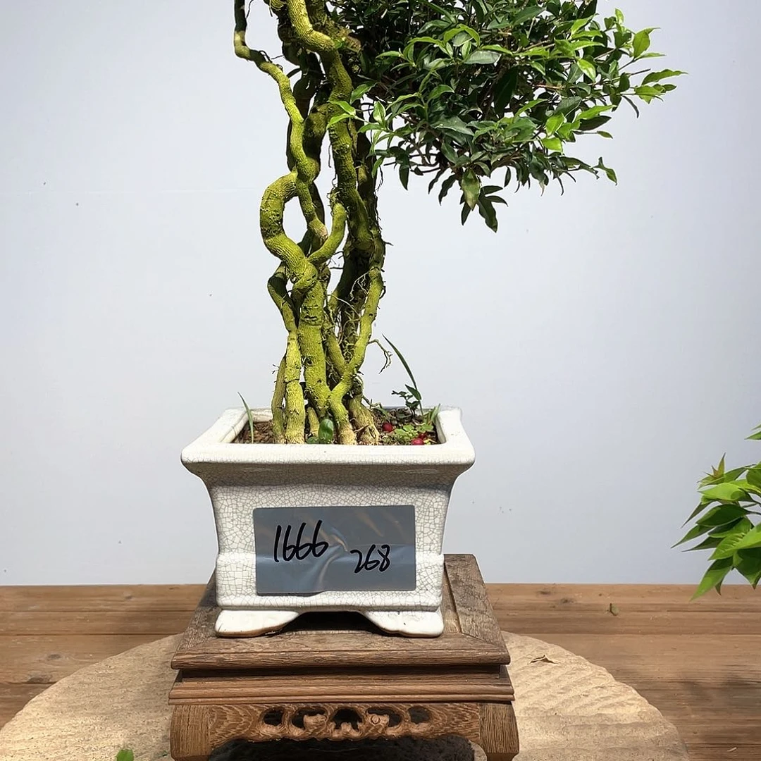 无花朵李氏樱桃高度42厘米左右