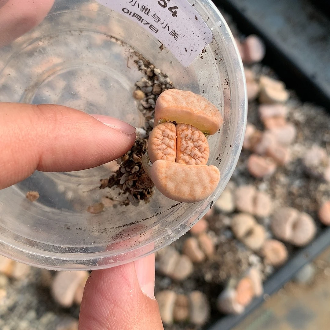 一*C454多肉植物保护