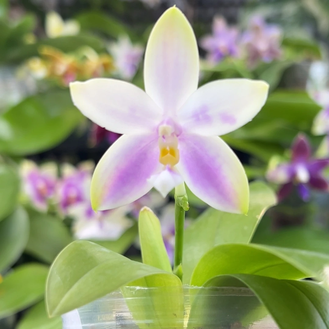 完全开放29号开花株，少根