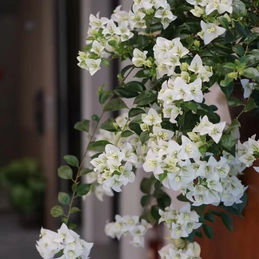 白雪公主三角梅带瓷盆 一物一拍庭院阳台四季勤花新手桌面绿植