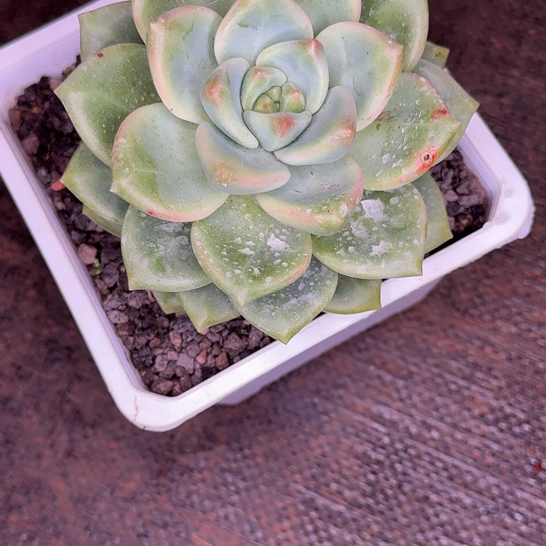d***q樱落多肉植物寄养