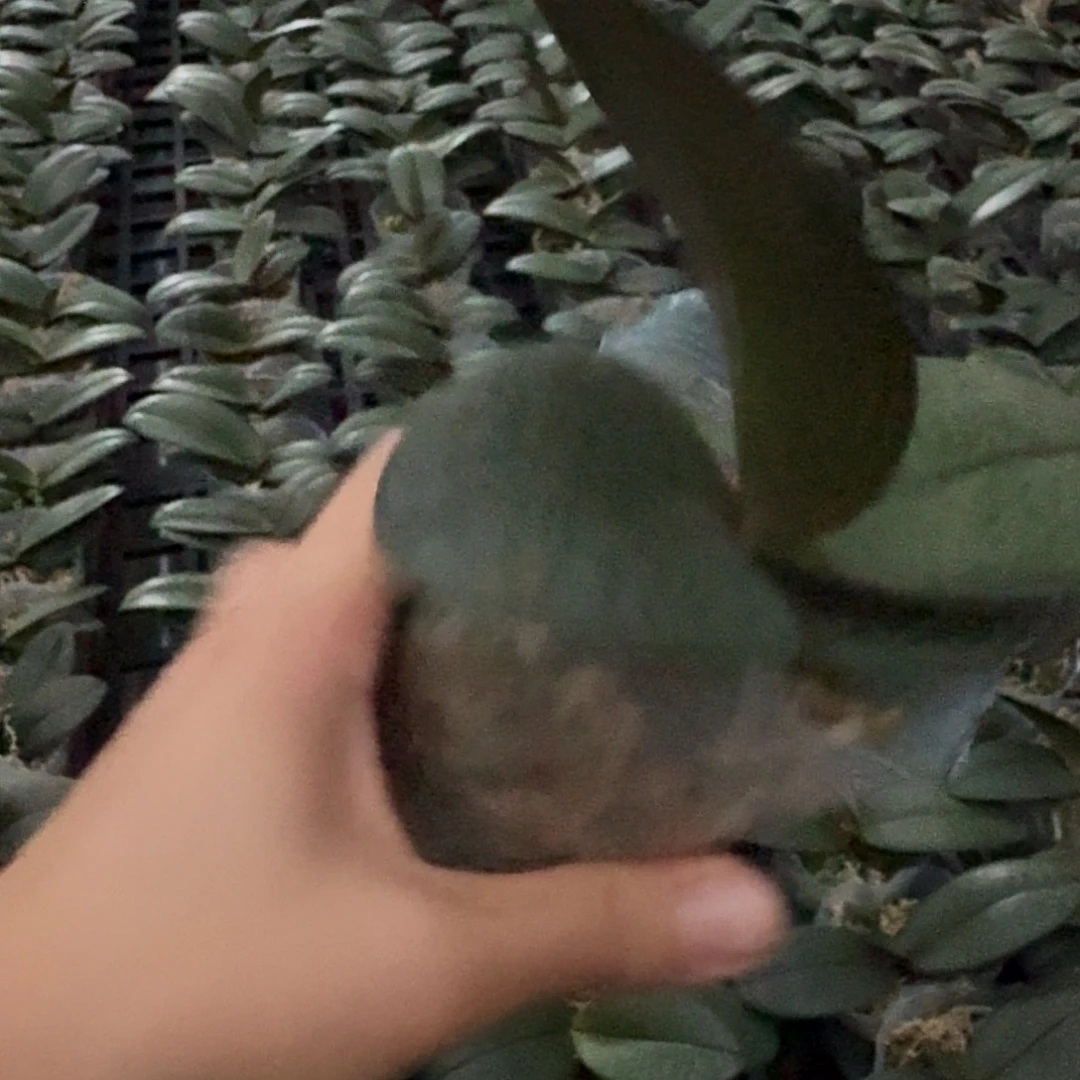 无花朵槟榔西施2.5寸新人福利