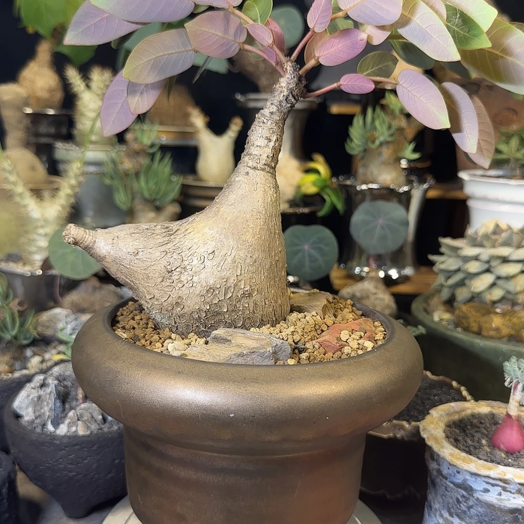 一物一拍奇异油柑380