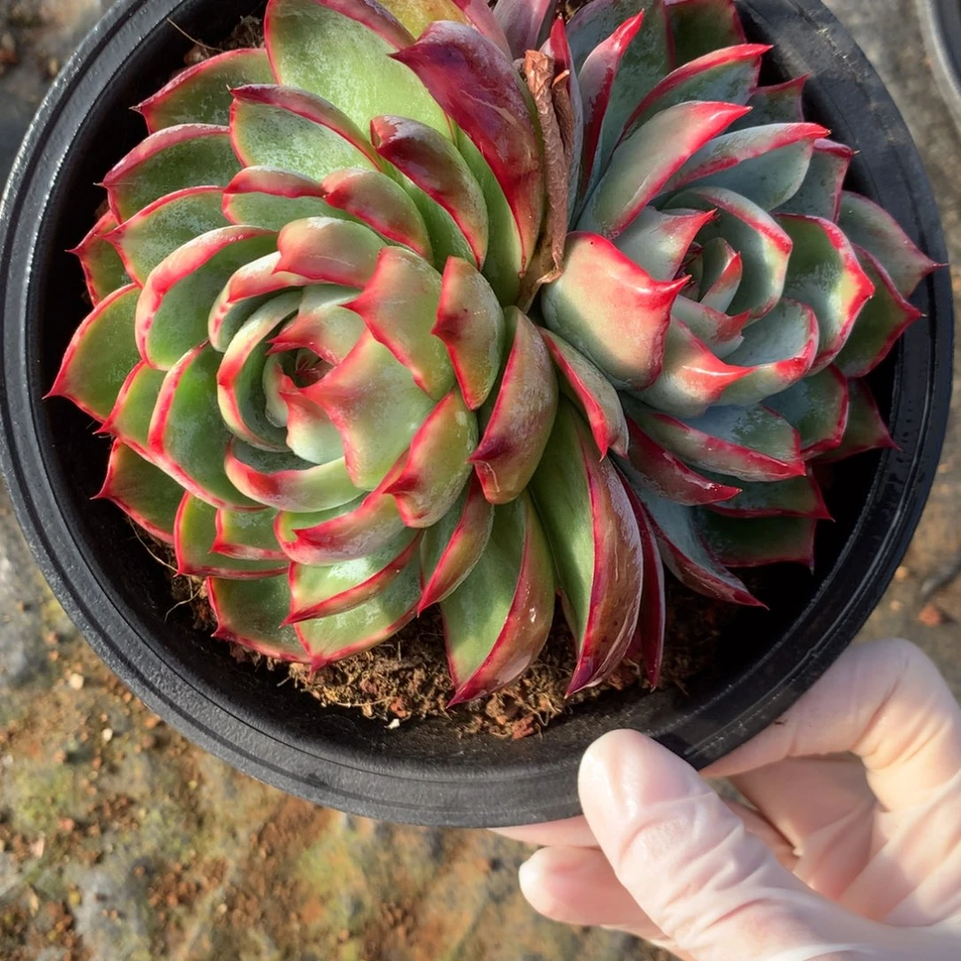 2686号多肉植物惊鸿13