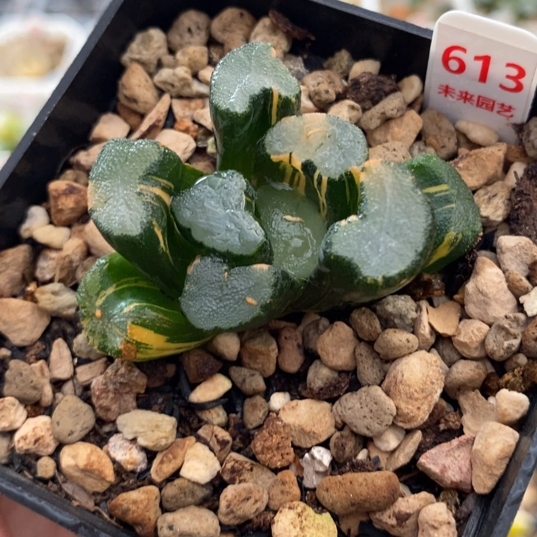 613大明湖万象锦一物一图