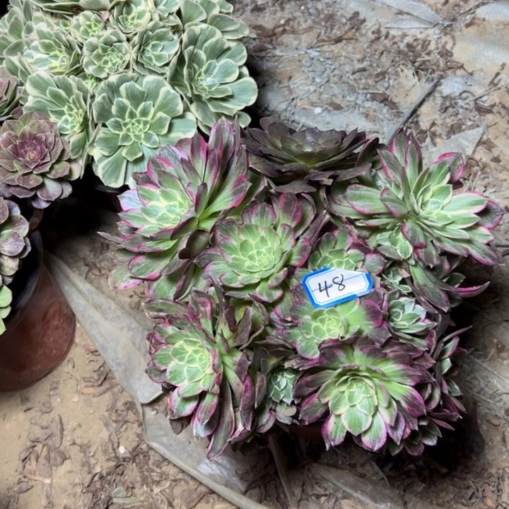 随***字多肉植物万花铜48