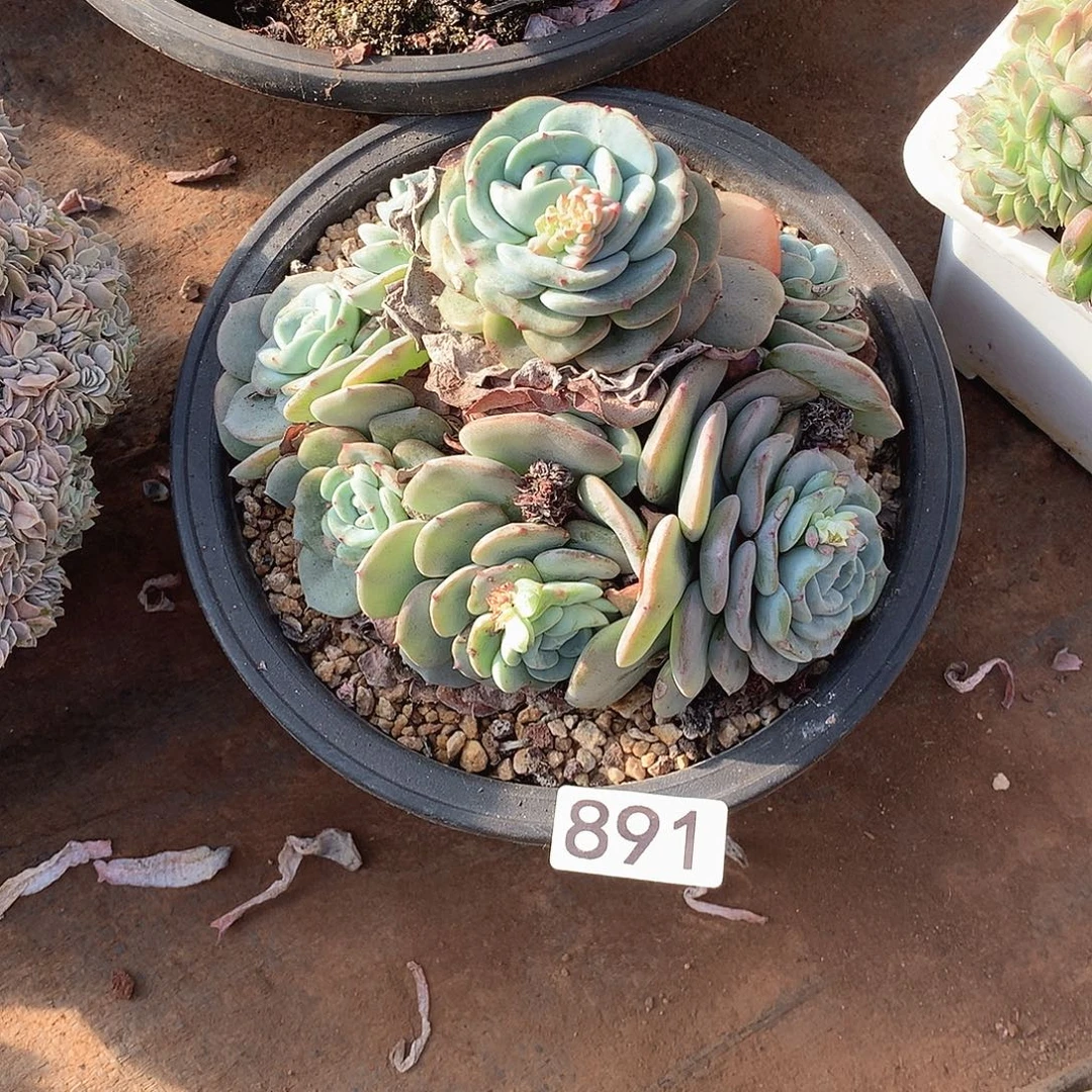 891 一物一拍多肉