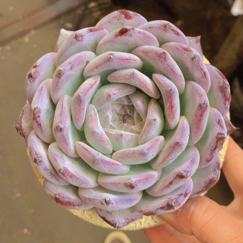 【闪购商品】彩虹紫卡