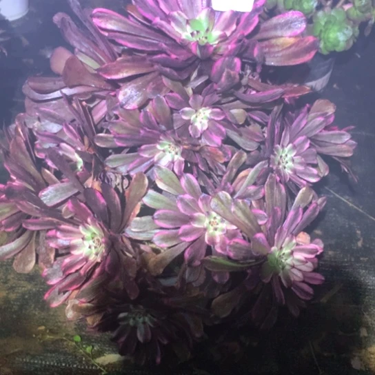 默*多肉植物油墨218