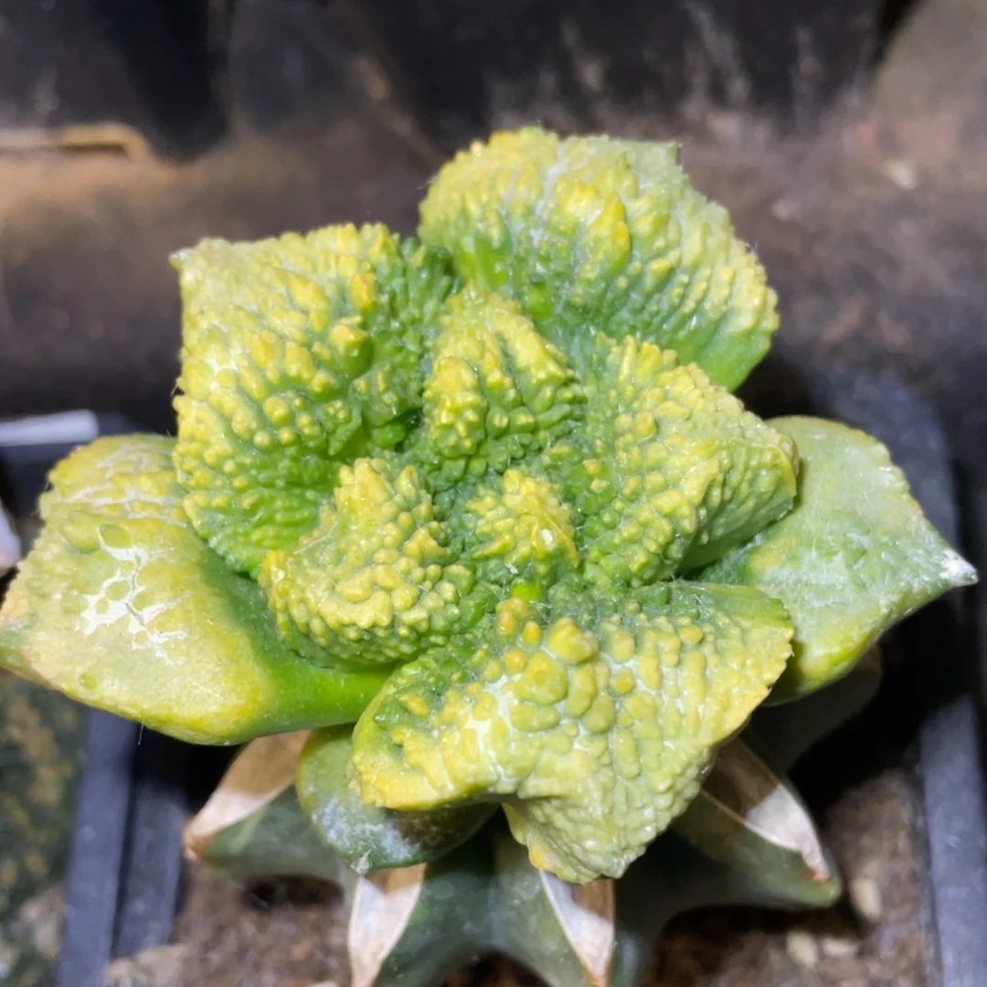 全部花朵精选大型哥怒锦 仙人球