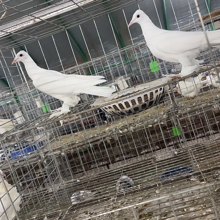 1中国大陆刀客德国