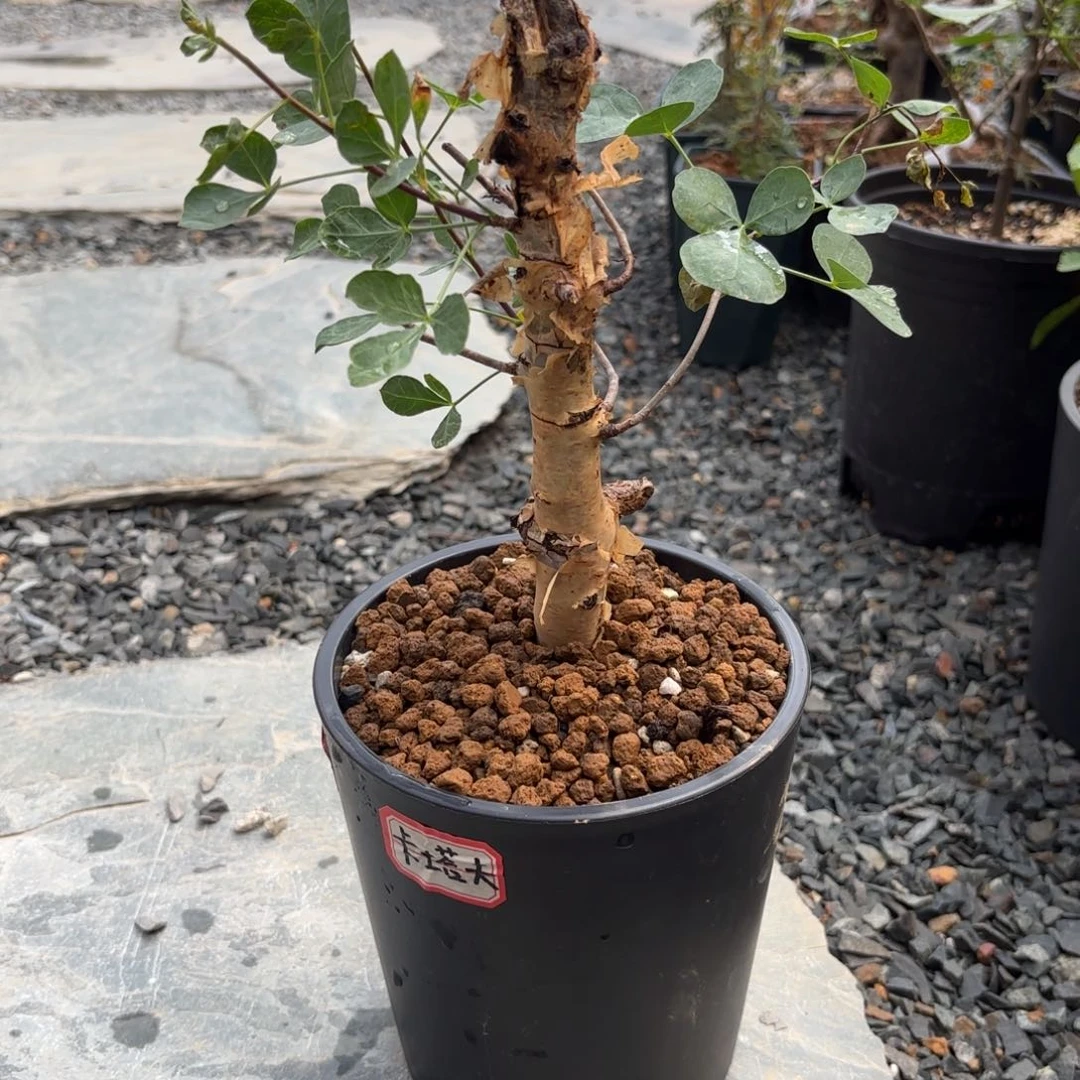 卡塔夫产地高压g g