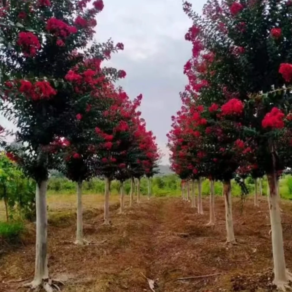 红花原生老桩紫薇 现挖土球 十年以上原生冠